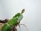 TheÂ white-fleshedÂ pitahaya or dragon fruit plant, white background